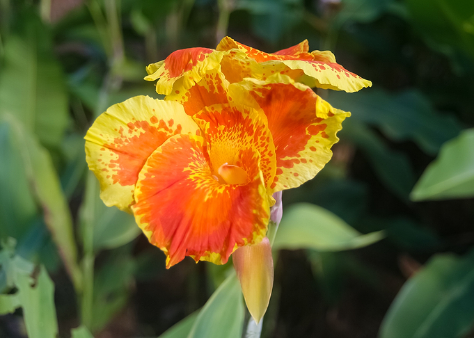 flower