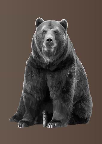 Grey Bear