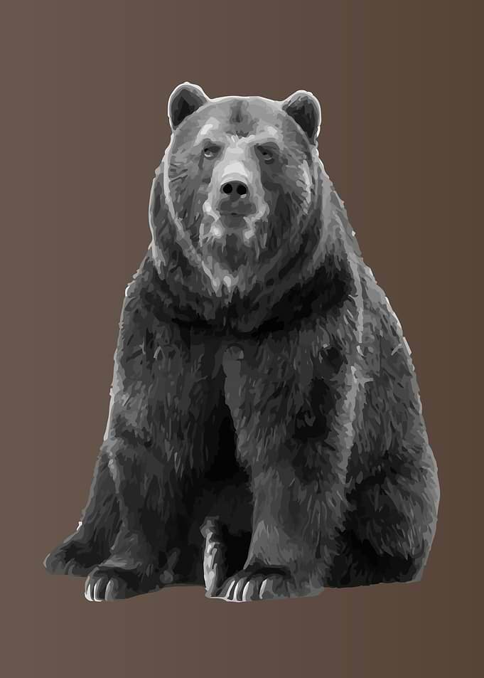 Grey Bear