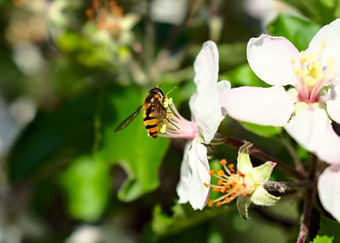 honey bee on a blossom
