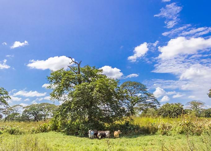 venezuela landscape