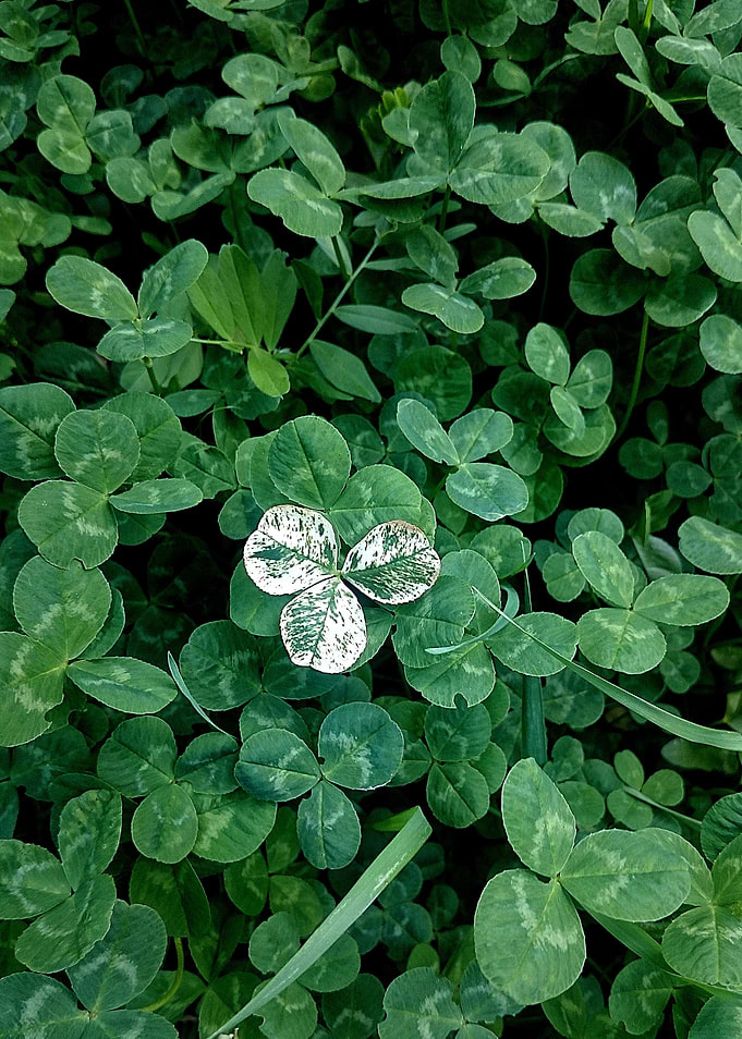 Clover