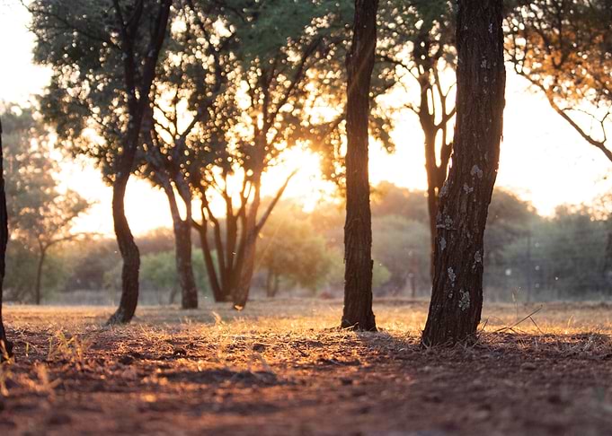 Golden Sunset in Bush