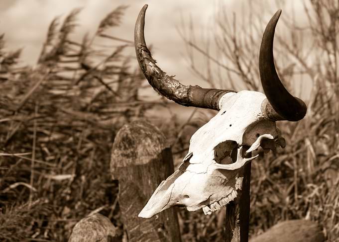 Skull