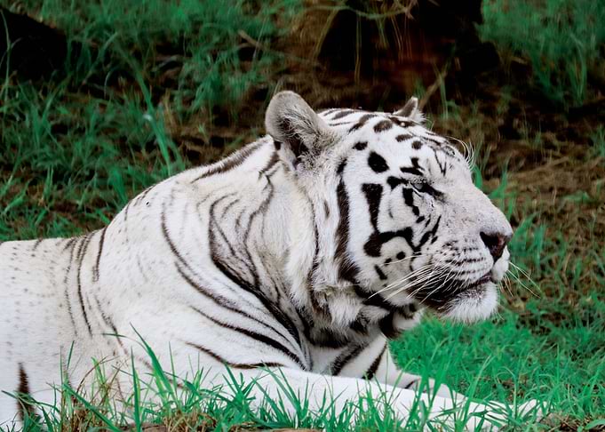 White Tiger