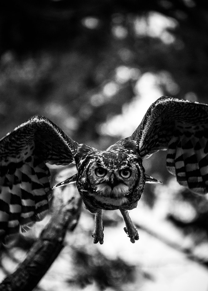 Taking Flight