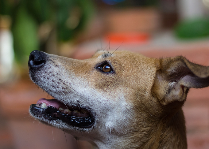 dog