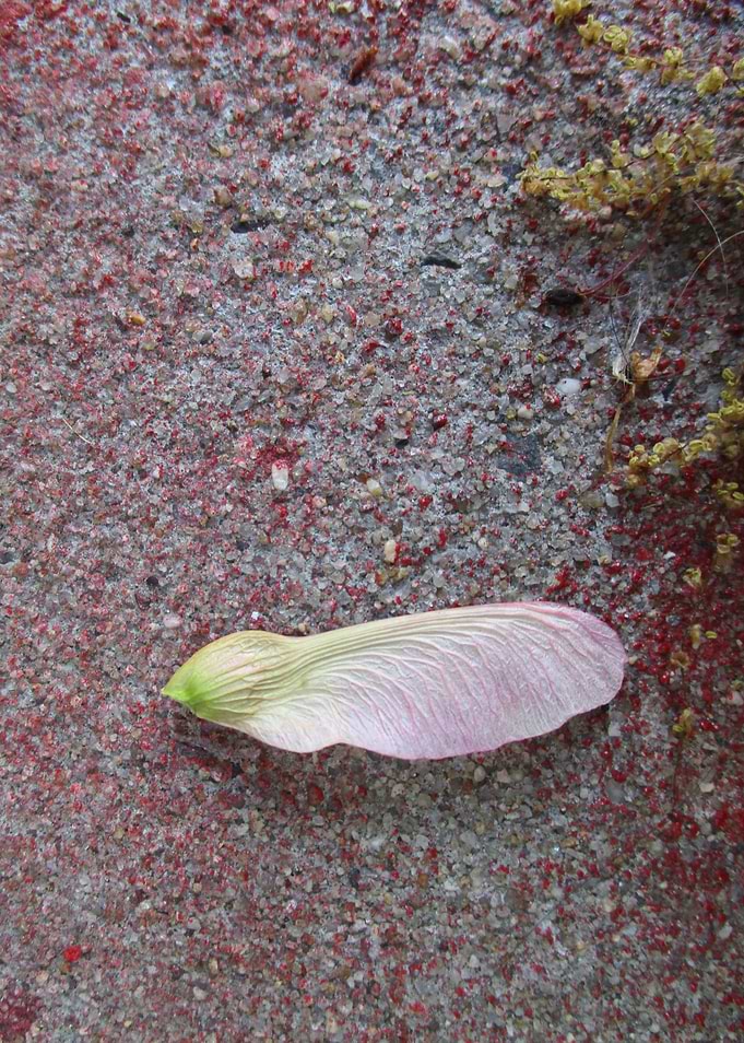 Single Seed