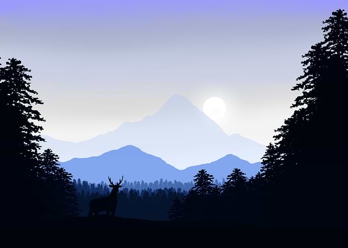 Moon Lit Night