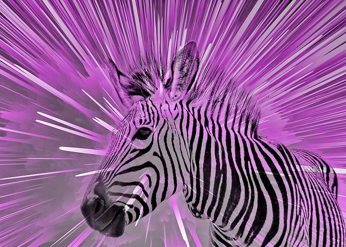 Zebra pop purple