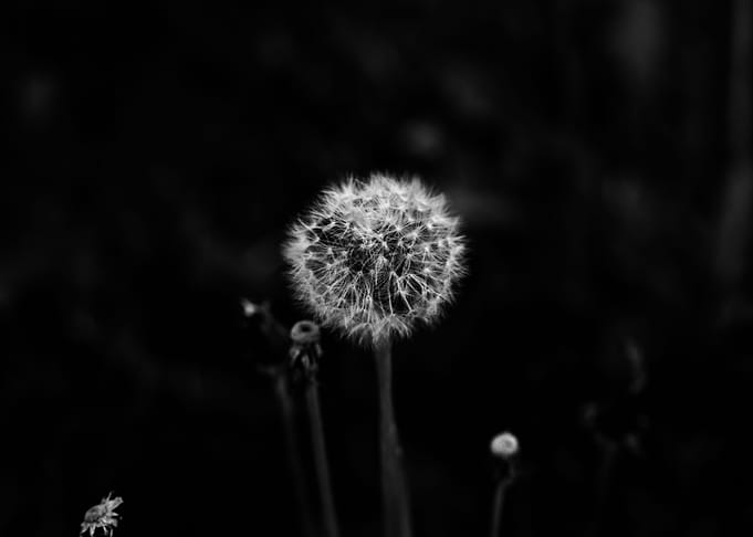 Subtle dandelion in black