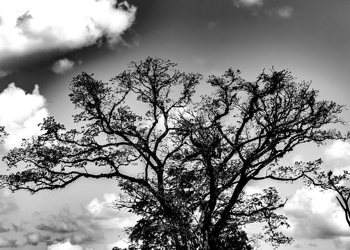 tree