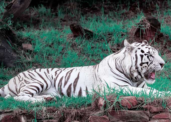 White Tiger Yawning