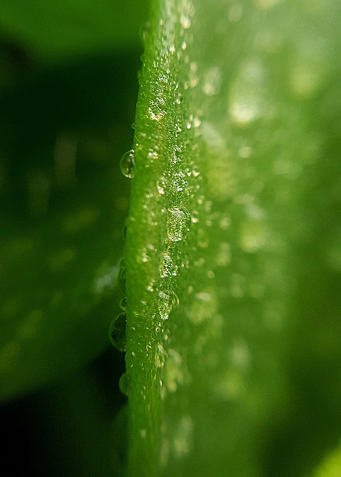 After the rain