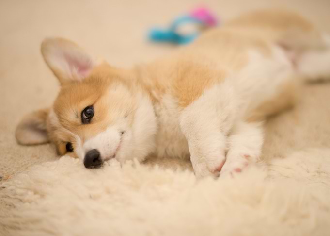 Corgi Baby Ace