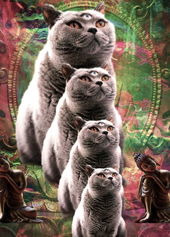 Cute Funny Buddha Cat