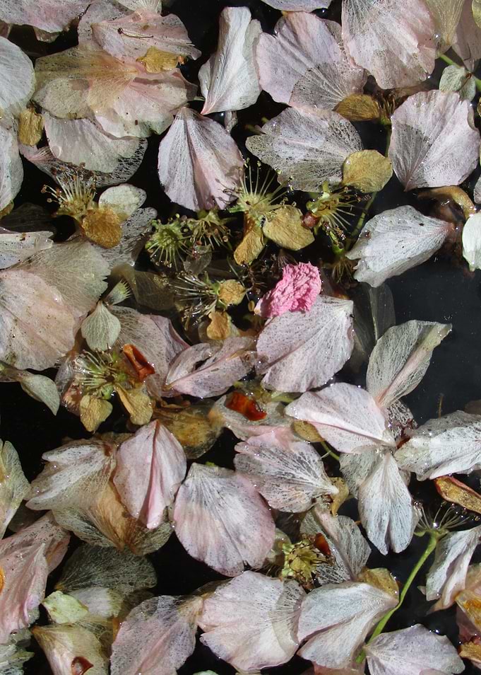 Floating Flower Petals