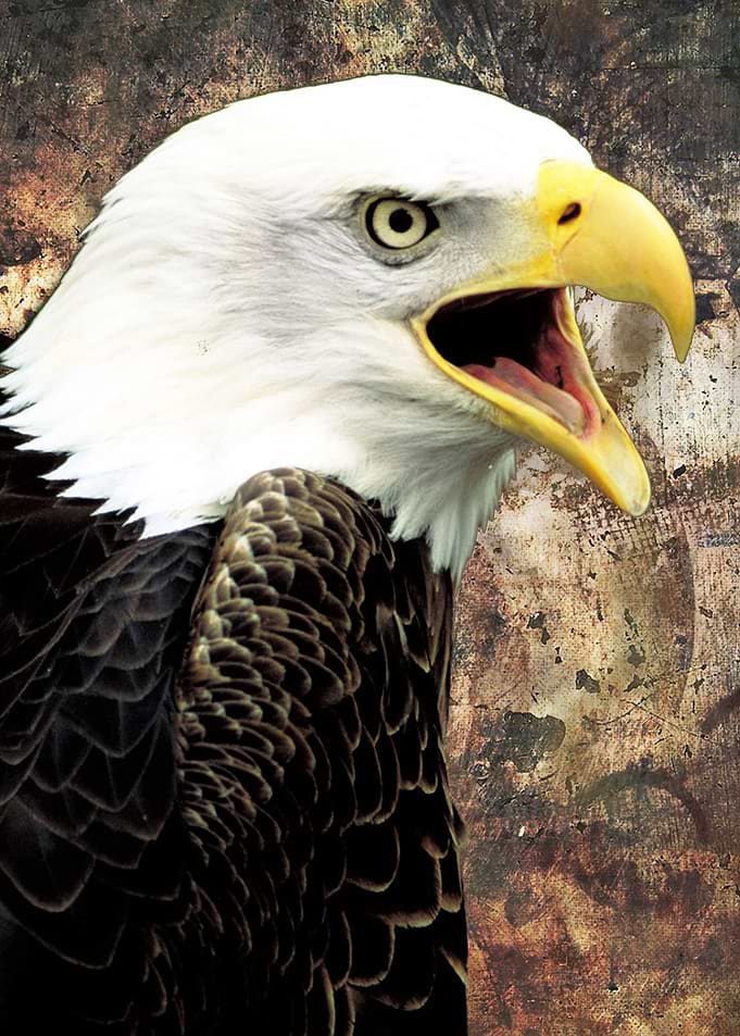 American Bald Eagle