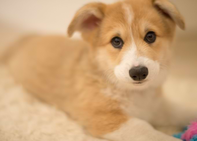 Corgi Baby Ace