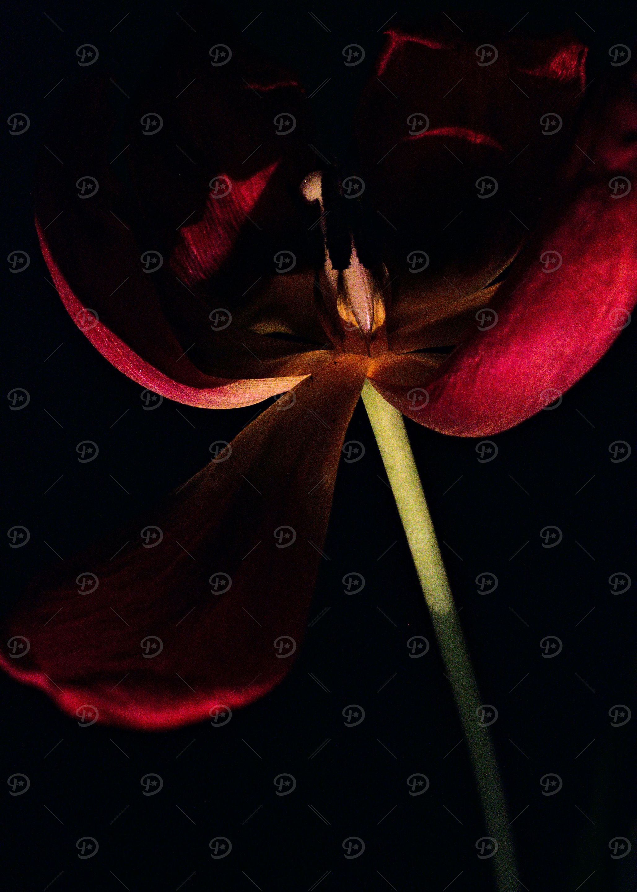 Tulip in dark