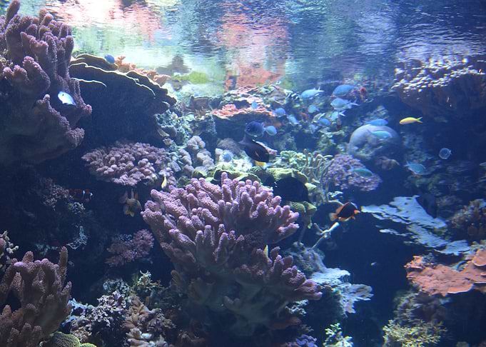 Aquarium Scene
