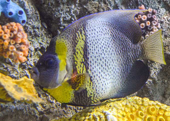 Aquarium Fish