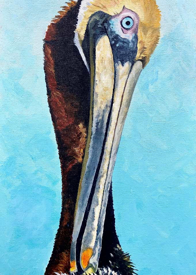 Preening Pelican