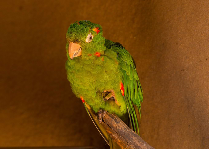 Parrot
