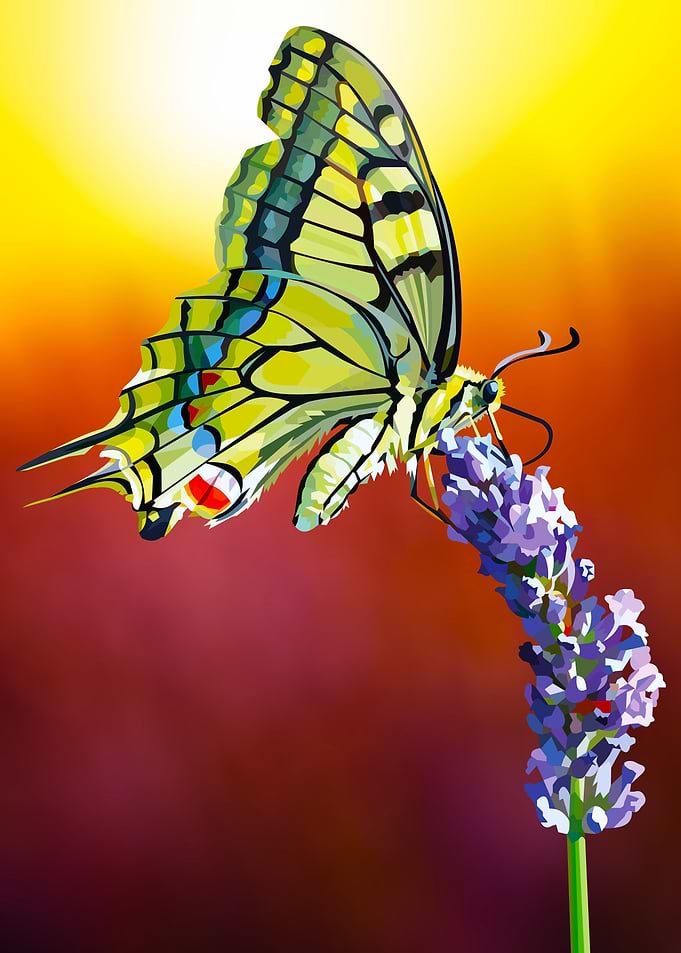 Butterfly sunset