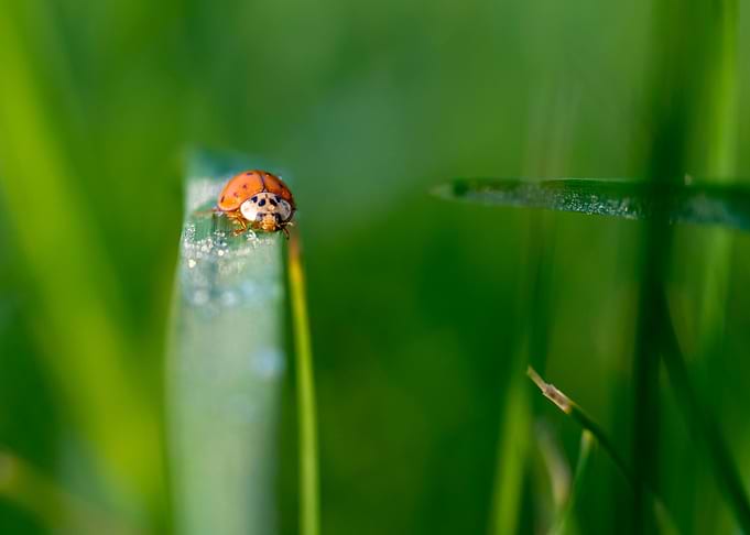 Ladybird on the grass