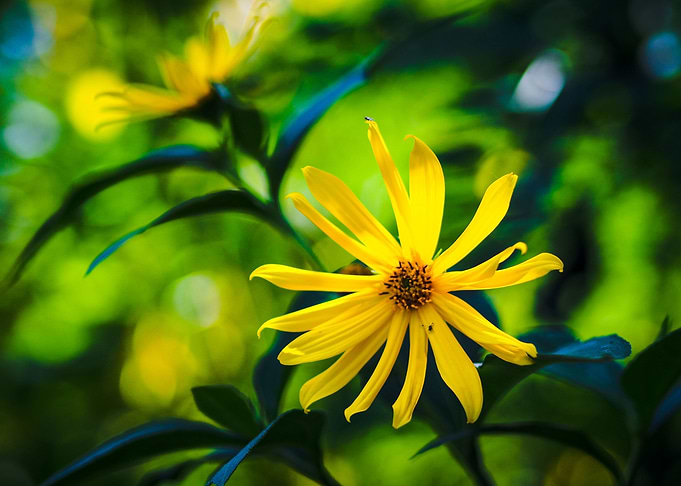 Yellow Flower