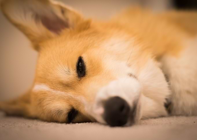 Corgi Ace