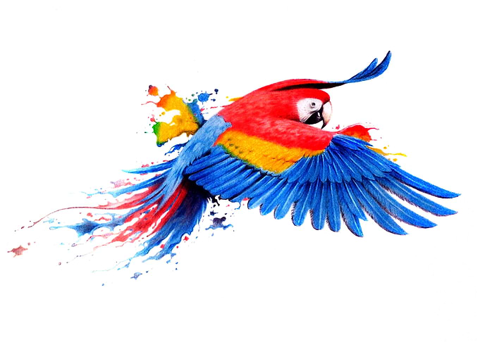 Parrot