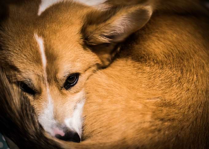Corgi Ace