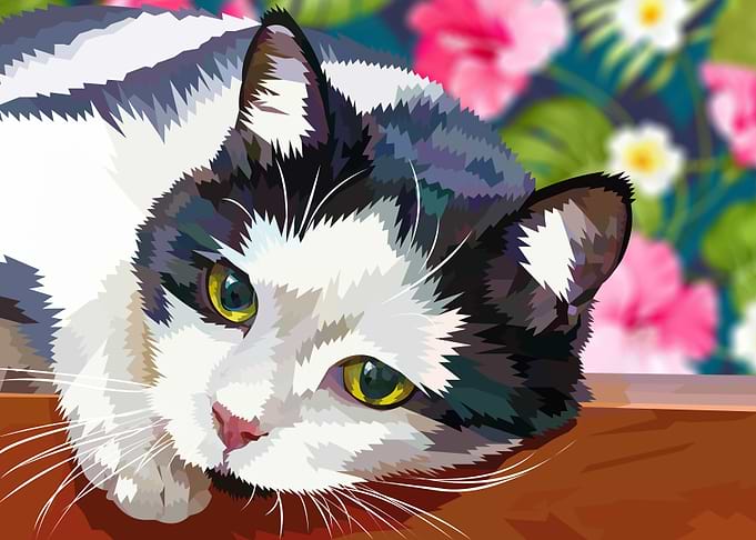 Cute black and white cat