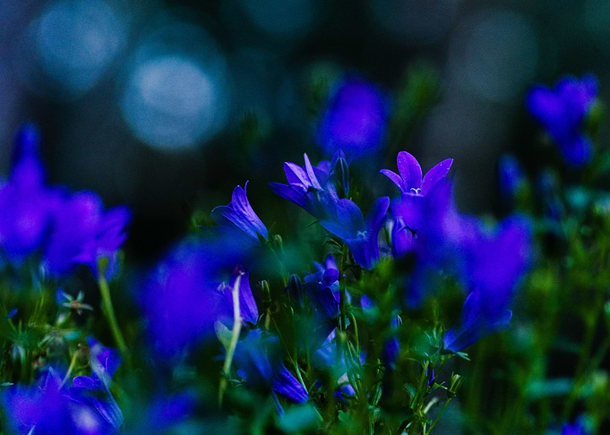 Indigo Flowers