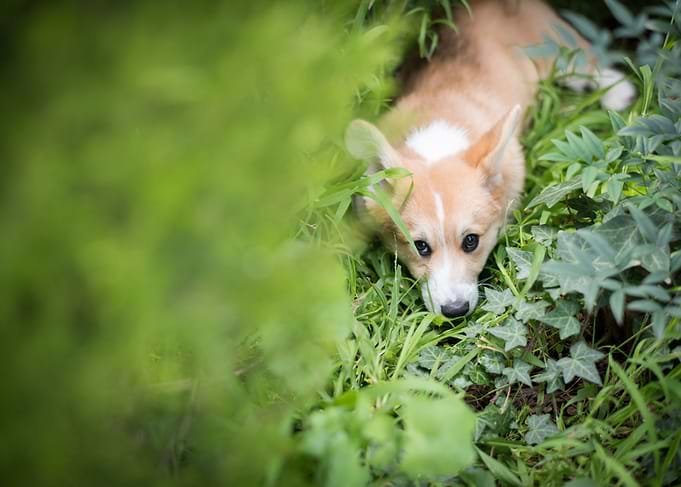 Corgi Ace
