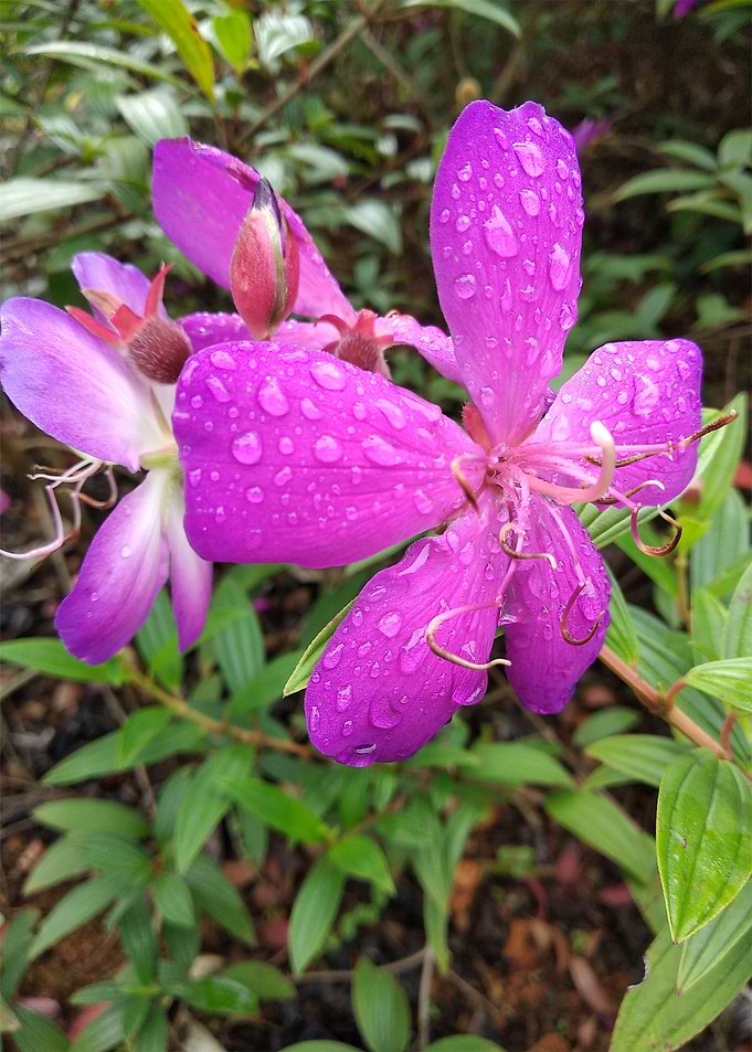 Pink wild Flower