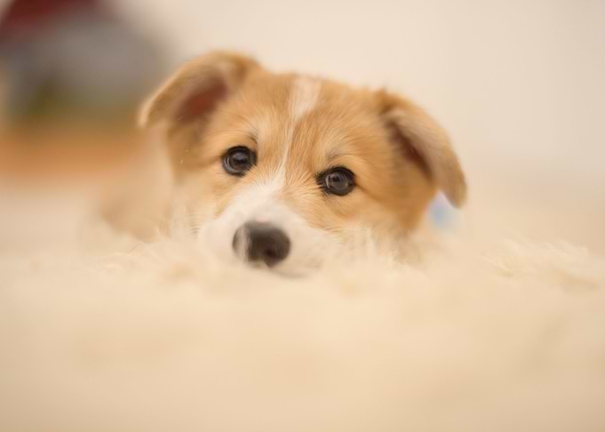 Corgi Baby