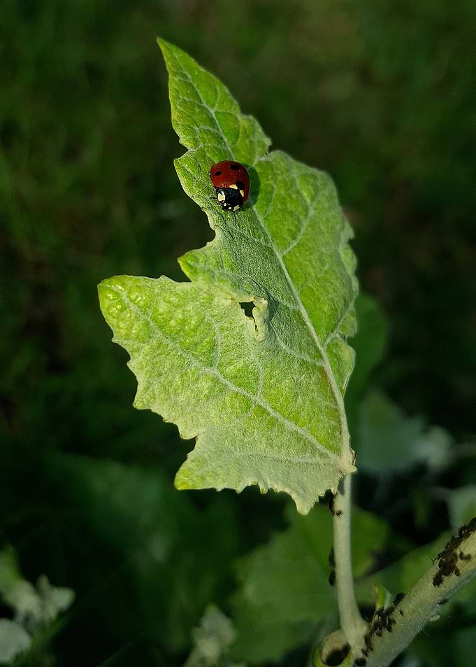 Ladybug on leaf