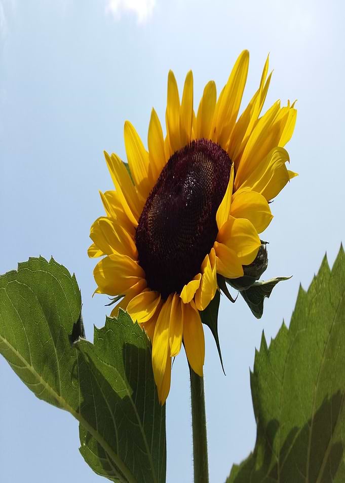 Flower of Sun