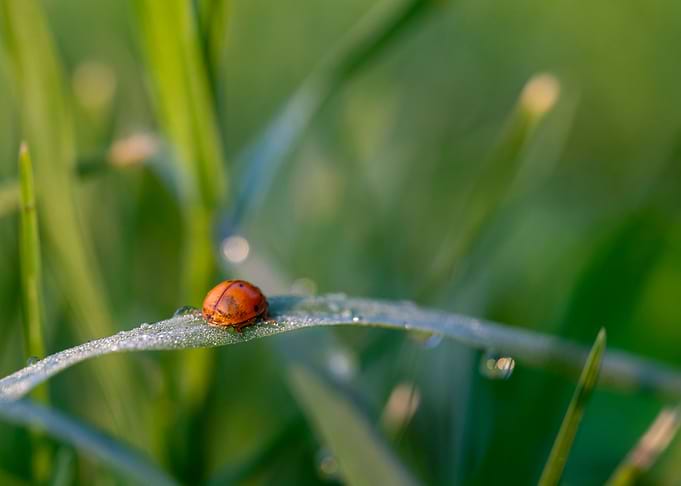 Ladybird on the grass