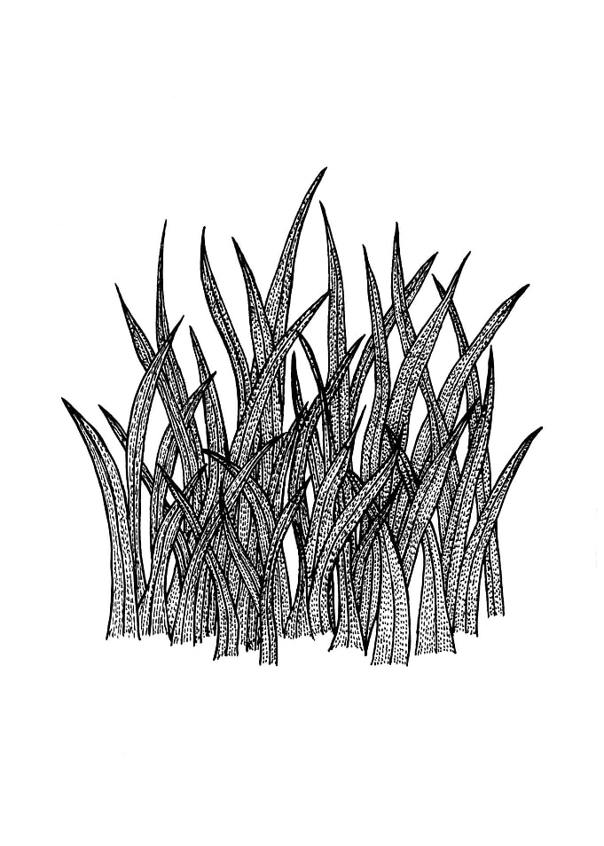 Grass Blades