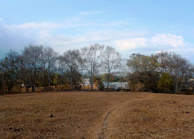 Trees and the Hill