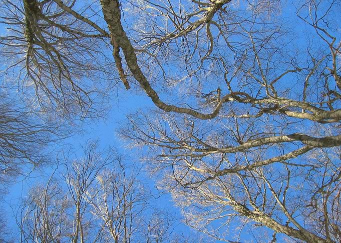 Look up to the skies