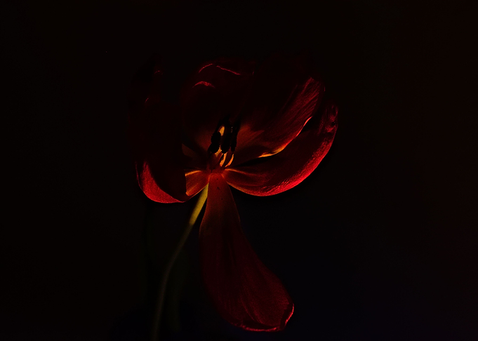 Tulip in dark