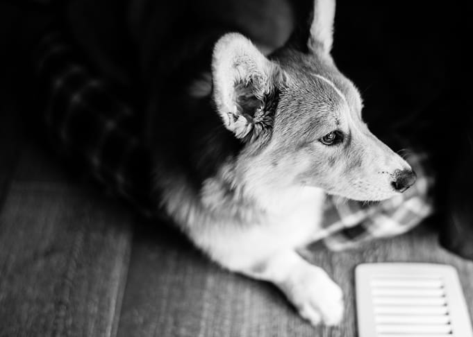 Corgi Ace
