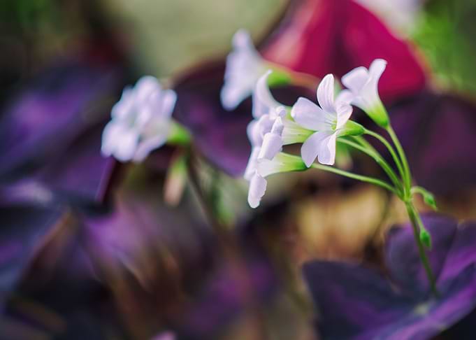 White Flowers