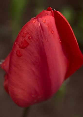 Tulip in garden