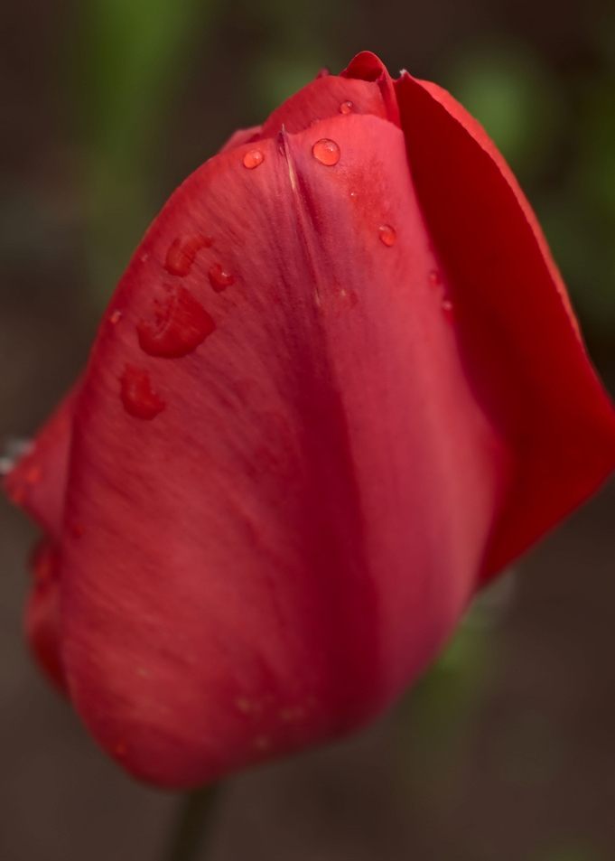 Tulip in garden